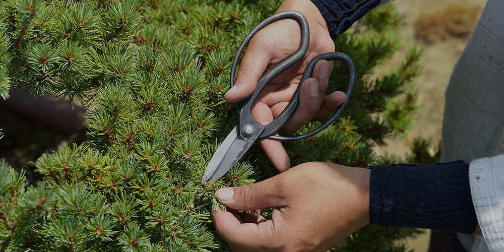 Tanabe Japanese Bonsai Scissors: where Quality meets Tradition | Tenartis  Blog